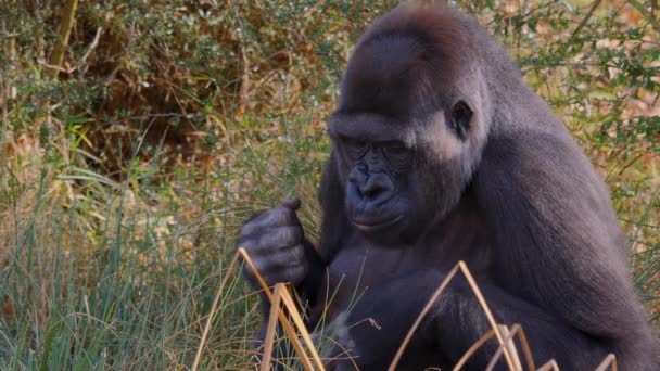 Close Gorilla Sunny Day Autumn — Stock Video