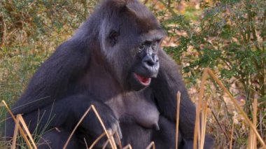 Sonbaharın güneşli bir gününde gorillerin kapanışı.