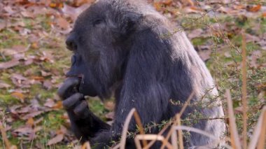 Sonbaharın güneşli bir gününde gorillerin kapanışı.