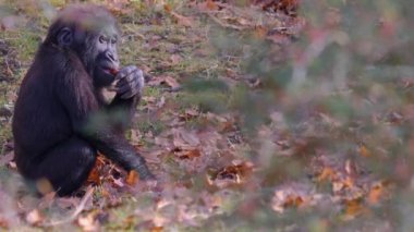 Sonbaharın güneşli bir gününde gorillerin kapanışı.