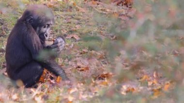 Sonbaharın güneşli bir gününde gorillerin kapanışı.