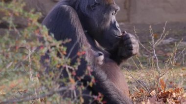 Sonbaharın güneşli bir gününde gorillerin kapanışı.