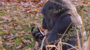 Sonbaharın güneşli bir gününde gorillerin kapanışı.