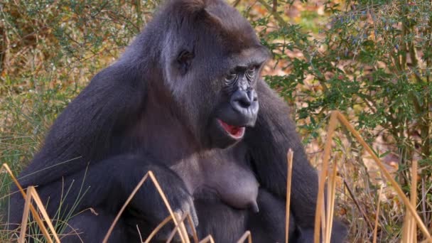 Zblízka Gorily Slunečného Dne Podzim — Stock video