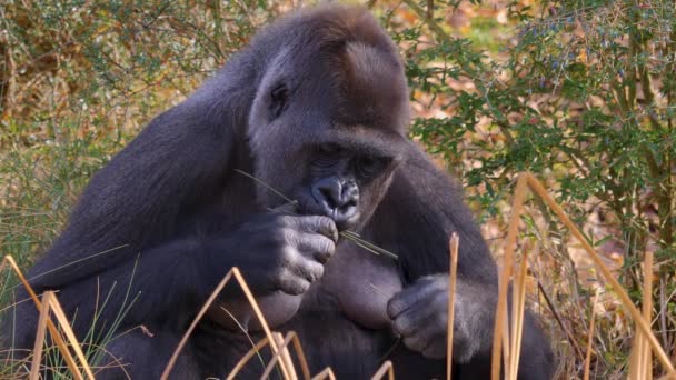 Sluiten Van Gorilla Een Zonnige Dag Herfst — Stockvideo