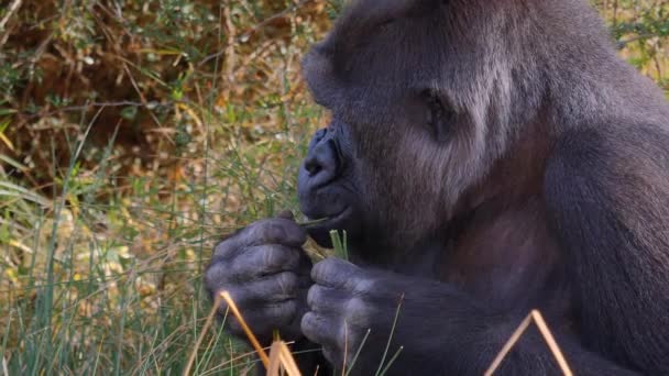 Närbild Gorilla Solig Dag Hösten — Stockvideo