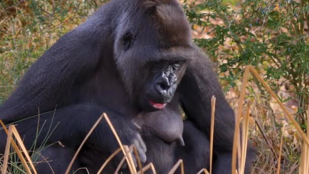 Nahaufnahme Eines Gorillas Einem Sonnigen Herbsttag — Stockvideo