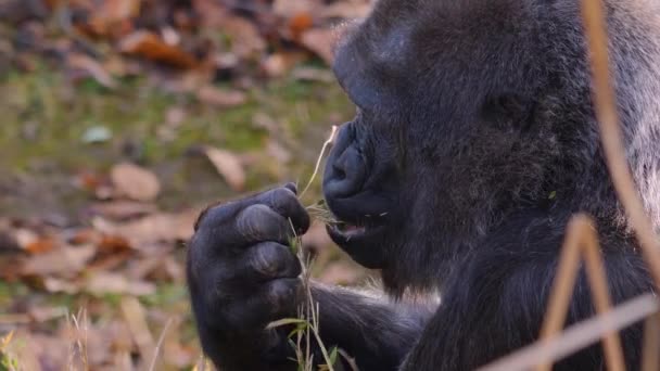 Sluiten Van Gorilla Een Zonnige Dag Herfst — Stockvideo