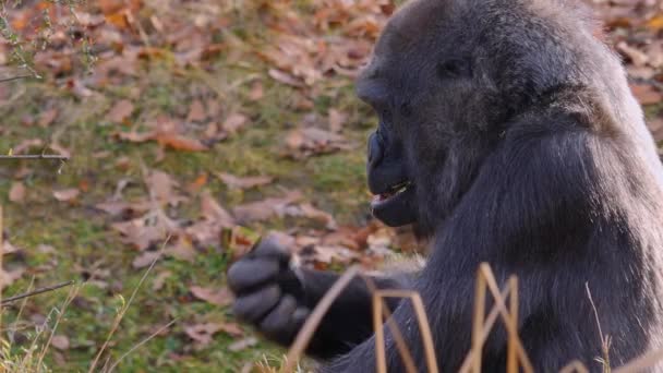 Sluiten Van Gorilla Een Zonnige Dag Herfst — Stockvideo