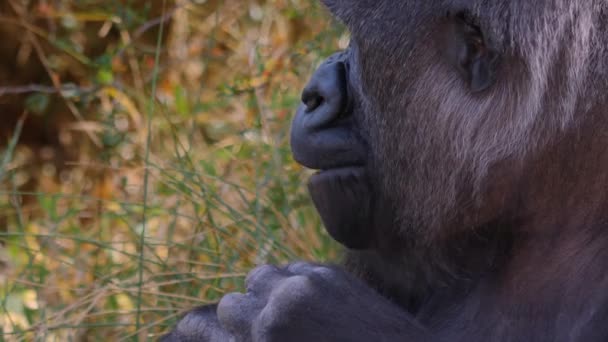 Sluiten Van Gorilla Een Zonnige Dag Herfst — Stockvideo