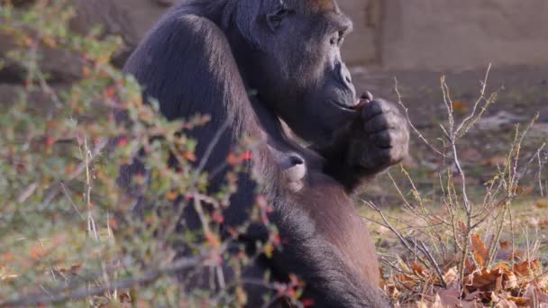 Közelkép Gorilla Egy Napsütéses Napon Ősszel — Stock videók