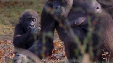Sonbaharın güneşli bir gününde gorillerin kapanışı.