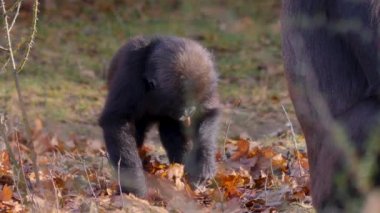 Sonbaharın güneşli bir gününde gorillerin kapanışı.