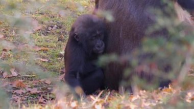 Sonbaharın güneşli bir gününde gorillerin kapanışı.