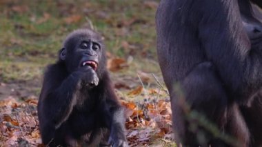 Sonbaharın güneşli bir gününde gorillerin kapanışı.