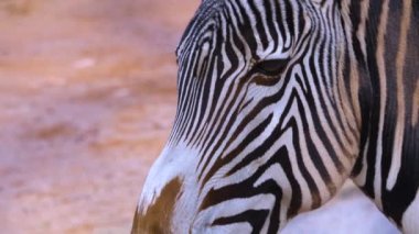 Zebra başına yakın çekim
