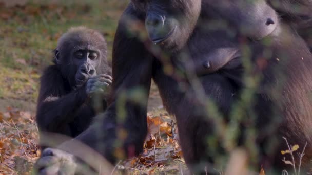 Gros Plan Gorille Par Une Journée Ensoleillée Automne — Video