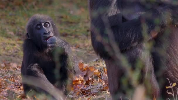 Sluiten Van Gorilla Een Zonnige Dag Herfst — Stockvideo