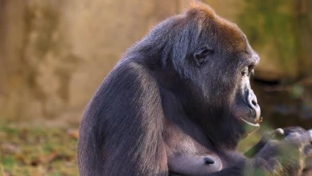 Primer Plano Gorila Día Soleado Otoño — Vídeos de Stock