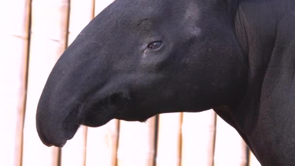 Gros Plan Tête Tapir — Video