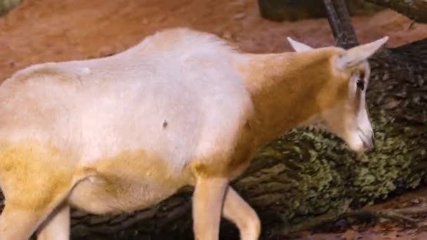 Sluiten Van Oryx Antilope Lopen Naar Rechts — Stockvideo