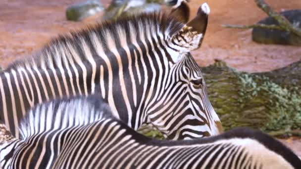 Primo Piano Della Testa Zebra — Video Stock