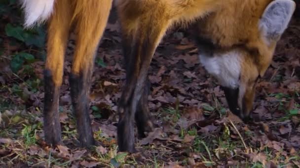 Close Van Maned Wolf Lopen — Stockvideo