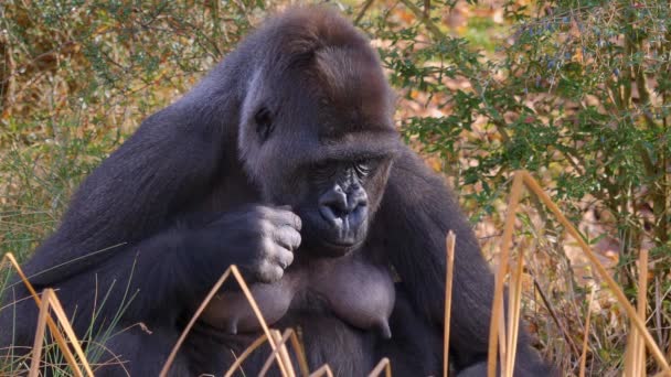 Großaufnahme Von Gorillaweibchen Das Unkraut Frisst Und Nach Unten Schaut — Stockvideo