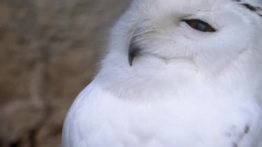 Karlı baykuşun başını çevirmesine yakın. 