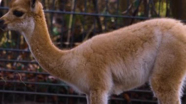 Genç Vicuna 'nın etrafını kolaçan et ve sonra yetişkin birine odaklan..