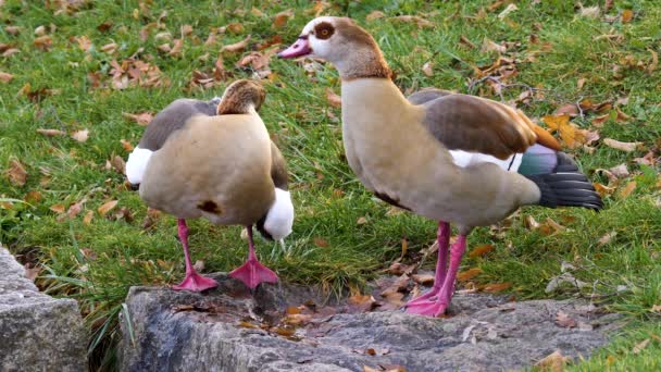 Κοντινό Πλάνο Του Δύο Αιγυπτιακή Geese Δίπλα Μια Λακκούβα — Αρχείο Βίντεο