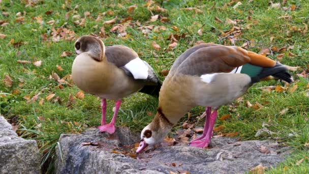 Κοντινό Πλάνο Του Δύο Αιγυπτιακή Geese Δίπλα Μια Λακκούβα — Αρχείο Βίντεο