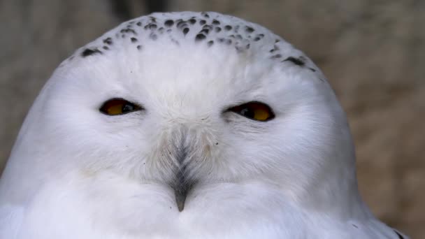 Nahaufnahme Einer Schneeeule Die Den Kopf Verdreht — Stockvideo