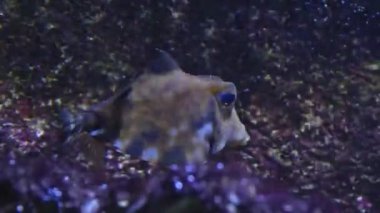 Piramit Kutusu Balıkları sağa doğru yüzüyor..