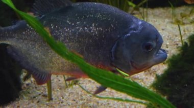 Piranha ya da pirana, sağı işaret eden taraftan yaklaş..