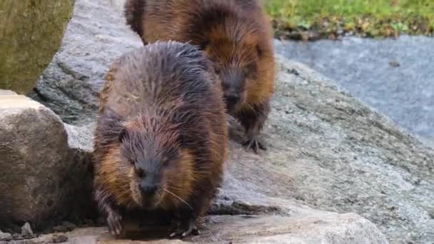 Gros Plan Castors Marchant Sur Des Rochers — Video