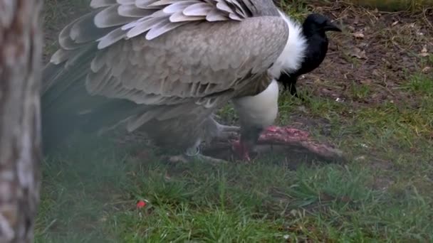 Primo Piano Avvoltoio Mangiare Carne Con Corvo Seduto Accanto — Video Stock