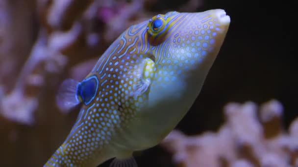 Primer Plano Peces Globo Nadando Sobre Coral Hacia Arriba Hacia — Vídeo de stock