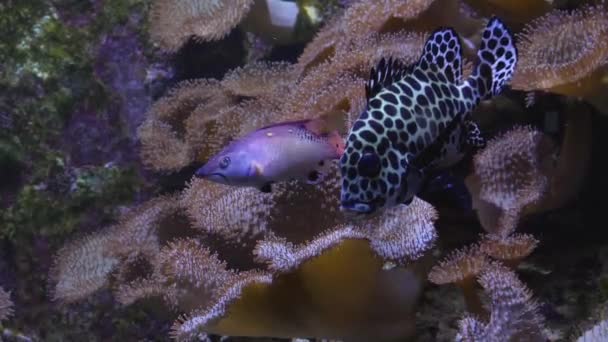 Primo Piano Del Pesce Arlecchino Che Mangia Sputa Fuori — Video Stock