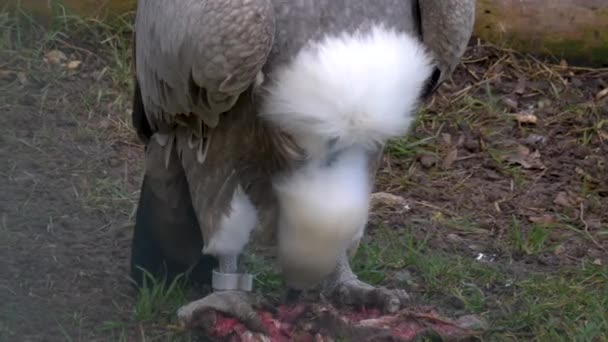 Dekat Burung Pemakan Bangkai Makan Daging Dengan Gagak Duduk Samping — Stok Video
