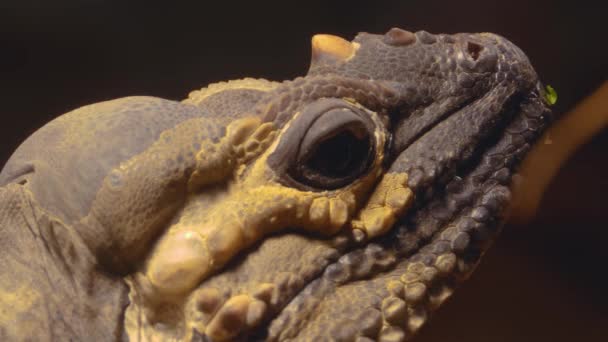 Mona Iguana蜥蜴 从侧面靠过来移动他的眼睛 — 图库视频影像