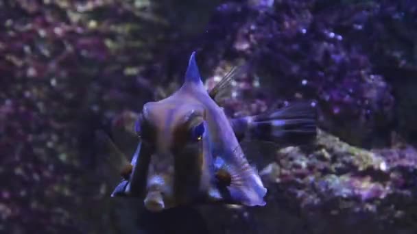 Primo Piano Del Nuoto Pyramid Box Fish — Video Stock