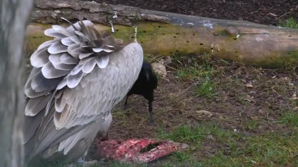 Primo Piano Avvoltoio Mangiare Carne Con Corvo Seduto Accanto — Video Stock