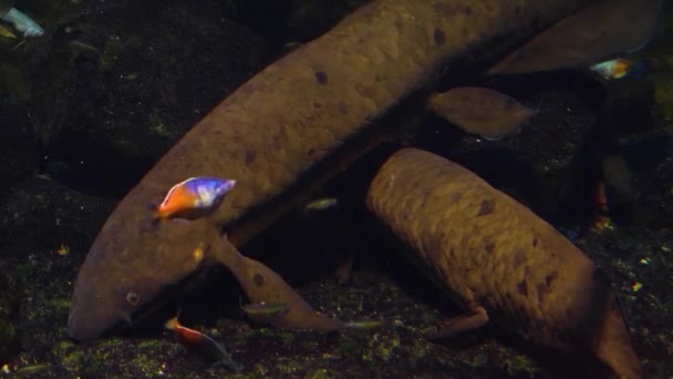 Två Lungfiskar Från Queensland Som Flyter Ovanför Varandra — Stockvideo