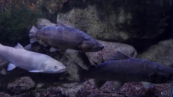 靠近一条鳟鱼和两条鲑鱼漂浮在河边 — 图库视频影像
