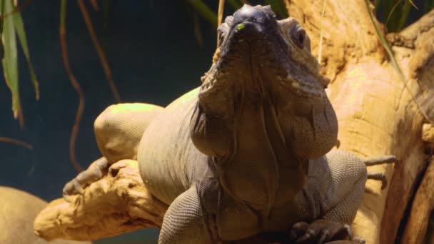 Mona Iguana蜥蜴 从前面靠过来 把头移向右边 — 图库视频影像
