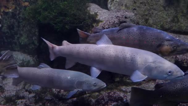 Close Trout Two Salmon River Floating — Stock Video