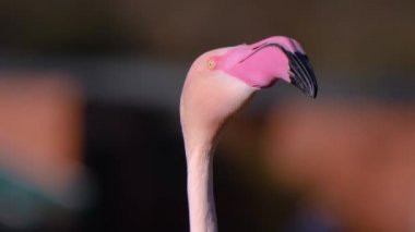 Flamingo başını hareket ettir. 