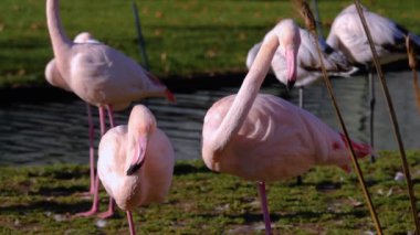 Flamingoları kapatın.
