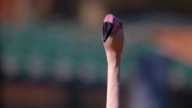 Flamingo başını hareket ettir.